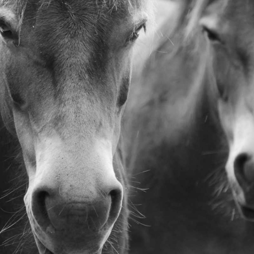 Horse1